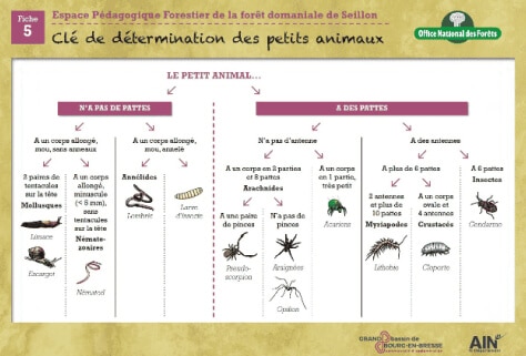 Clé de détermination « Les petits animaux »