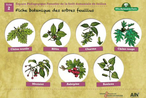 Botanique des arbres feuillus