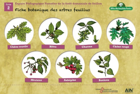 Image of Fiche – Botanique des arbres feuillus