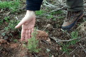 Quiz – La forêt des métiers