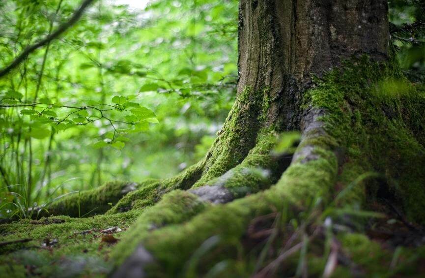 Quiz – L’histoire des forêts