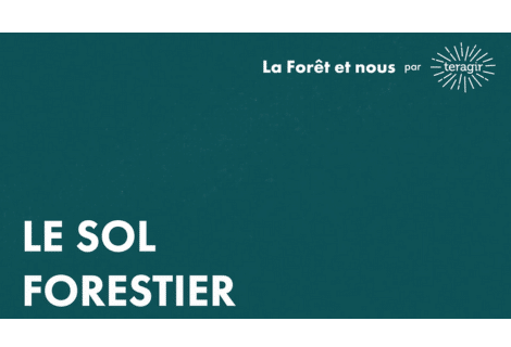 Le sol forestier