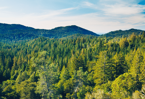 Fiche – Changement climatique et crises sanitaires en forêt