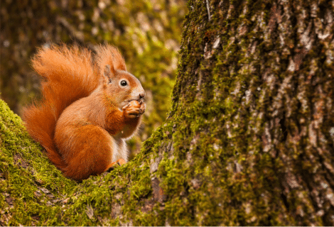 Fiche – Ecosystème forestier et biodiversité