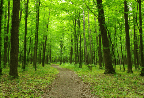 Fiche – La forêt en France : grands repères