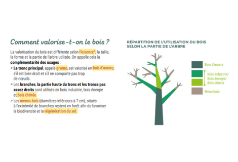 Fiche – Le matériau bois : transformations et usages