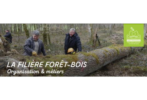 Fiche – La filière forêt-bois : organisation et métiers