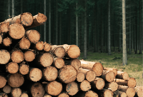 La gestion durable des forêts