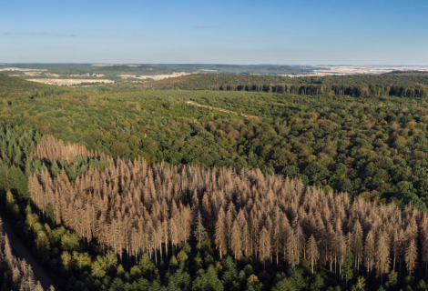 L’impact du changement climatique sur les forêts françaises