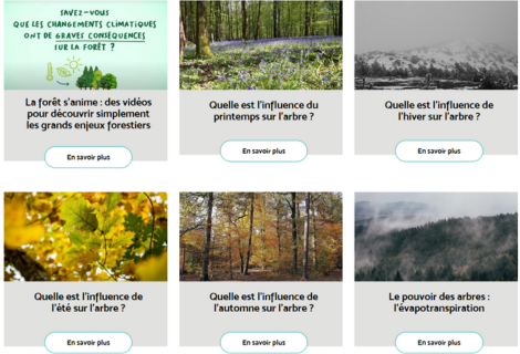 Apprendre la forêt en s’amusant : vidéos et articles