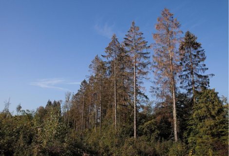 Podcast – Le réchauffement climatique fait-il du mal aux arbres ?