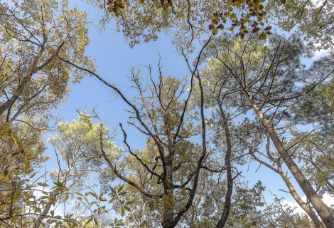 Changement climatique et dépérissement : pourquoi il faut agir en forêt