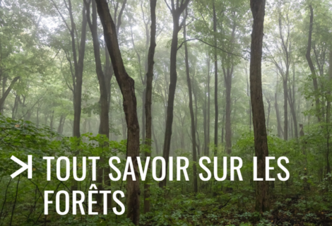 Tout savoir sur les forêts