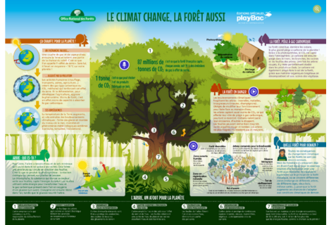 Poster interactif – Le rôle de la forêt face au changement climatique