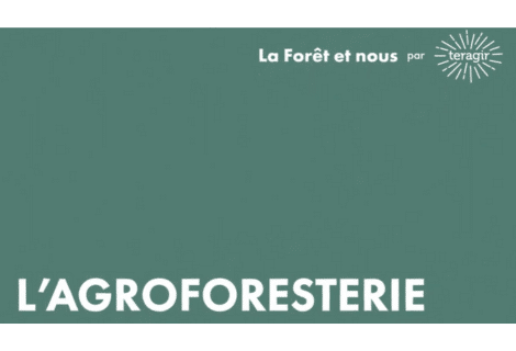 L’agroforesterie