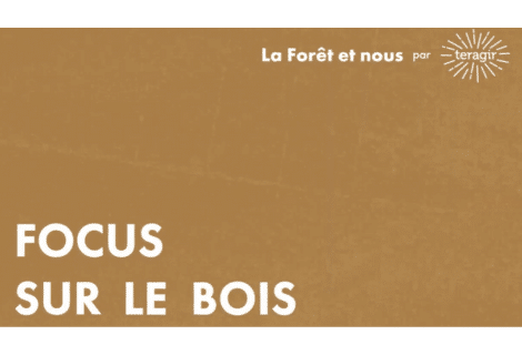 Focus sur le bois