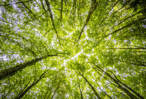 La forêt française