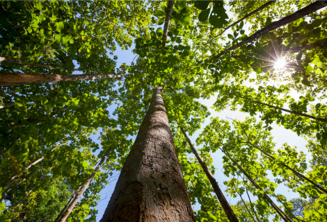 La forêt française, un paysage aux multiples facettes