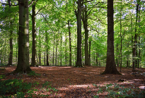 Quiz – Lexique de la forêt (collège)