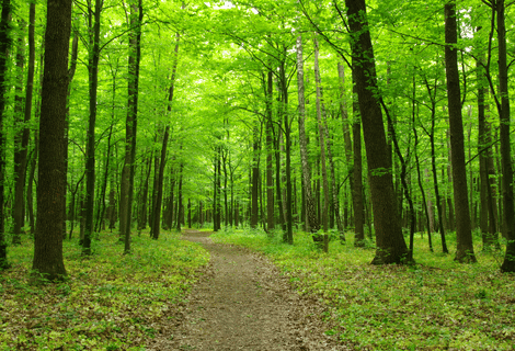 Quiz – Lexique de la forêt (lycée)