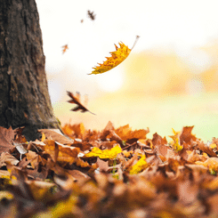 chute de feuilles