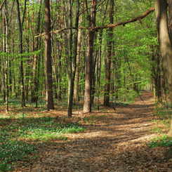 Forêt