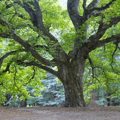 Essence arbre