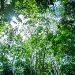 forêt