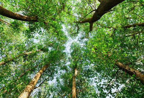 Quiz – Les forêts et le changement climatique (collège)