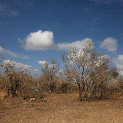 Sécheresse arbre