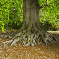 Arbre
