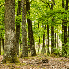 Forêt