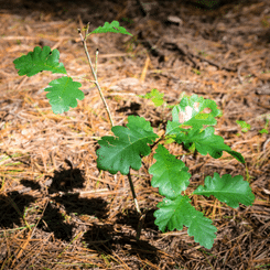 Renouvellement forêt